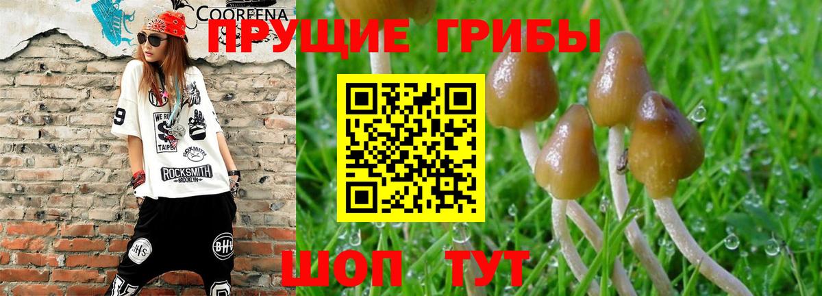 Псилоцибиновые грибы Cubensis Энгельс